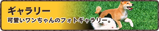 ギャラリー