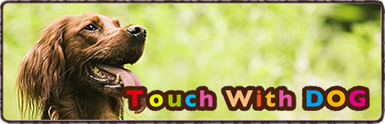 Touch With DOG