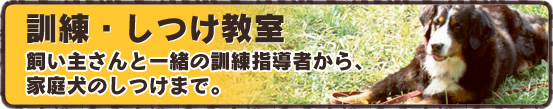 訓練・しつけ教室