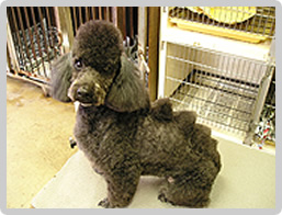 家庭犬訓練（しつけ）
